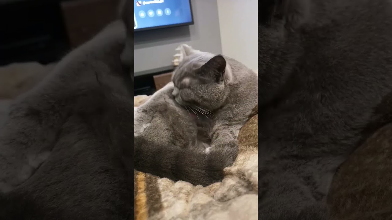 食後の毛繕い🐱