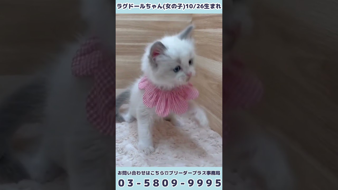 【ラグドール】ベビーちゃん☆