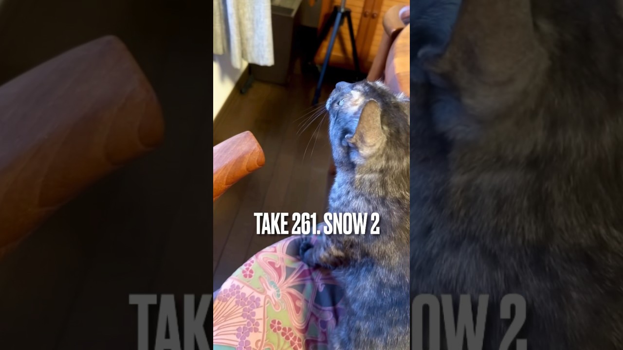 #湿雪 で重いって、パパの除雪が大変そうだったにゃ❗️#北国の暮らし #猫のいる暮らし #眠り猫 #窓辺の猫 #エジプシャンマウ #shorts