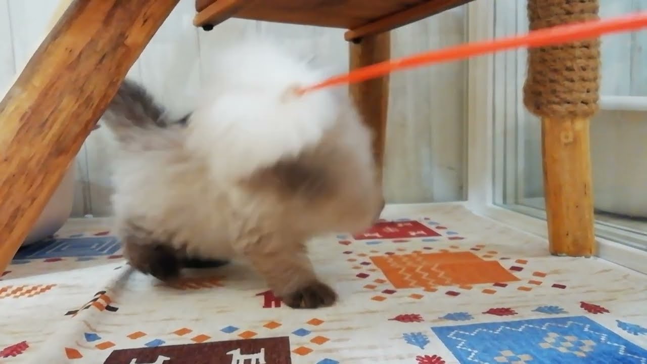 ヒマラヤン　男の子　2023/10/20生まれ