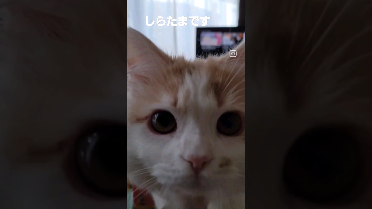 【子猫】猫の日にゃので#ラガマフィン #猫動画 #cat #catvideo #猫 #shorts