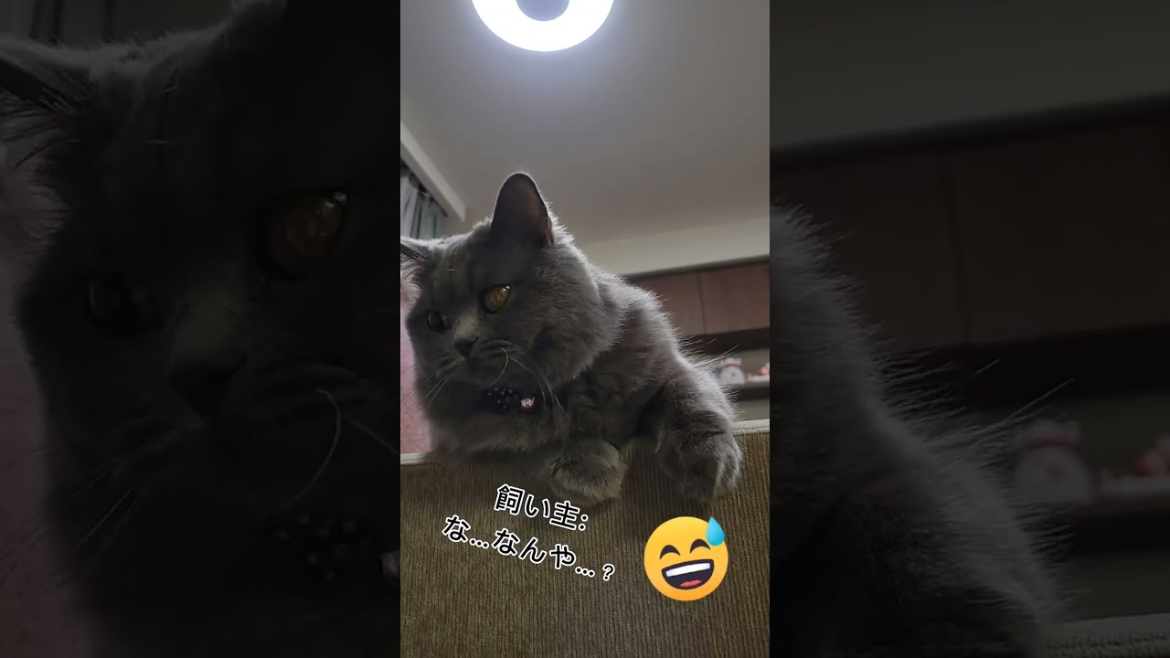 母のように覗いてくる猫【サイベリアン・キキのKIKICHANNEL】#shorts #サイベリアン #猫