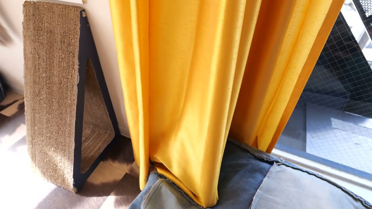 アビシニアンのアビィのかくれんぼ