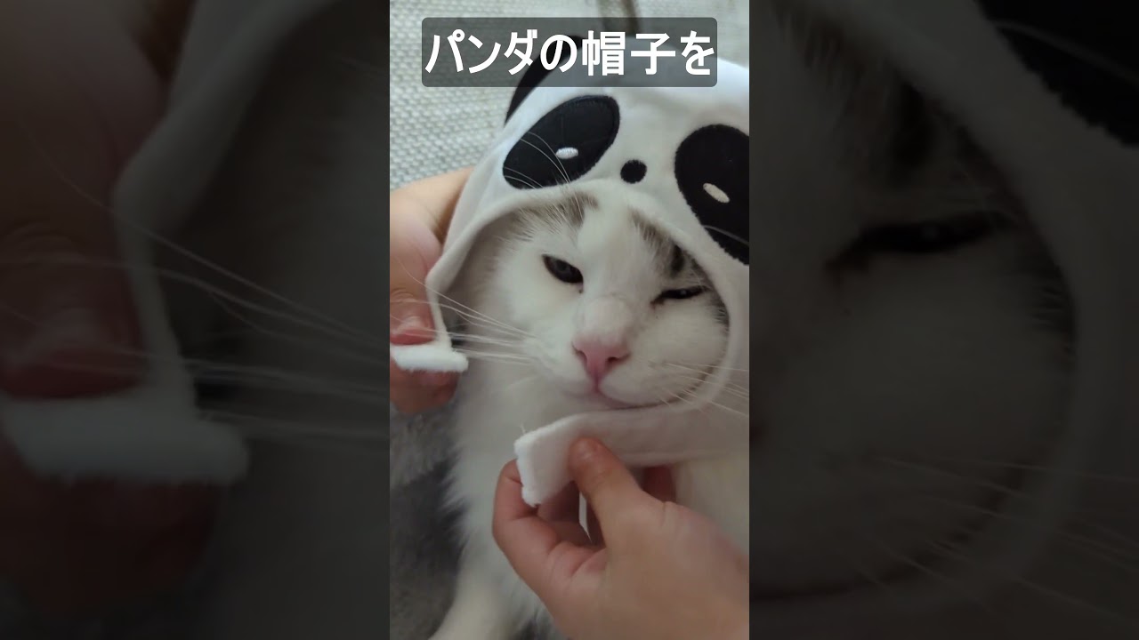 パンダの帽子をかぶる猫 #ラグドール #ねこ #子猫 #おもしろ #ブルーポイントバイカラー #ragdoll #kitty