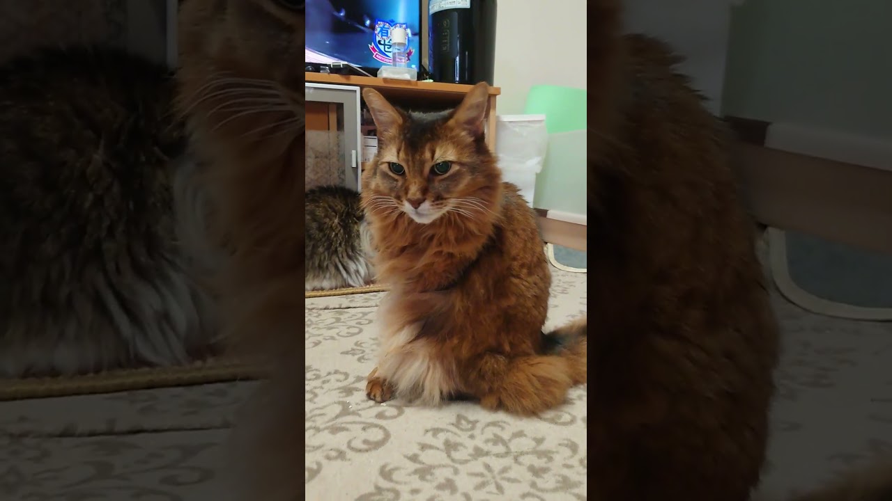クリスマスイブの朝と猫