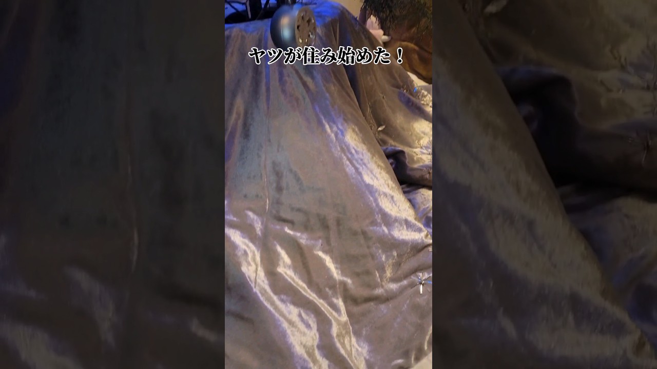 クリスマスツリーの下が住処になってる😣【サイベリアン・キキのKIKICHANNEL】 #サイベリアン #猫 #shorts