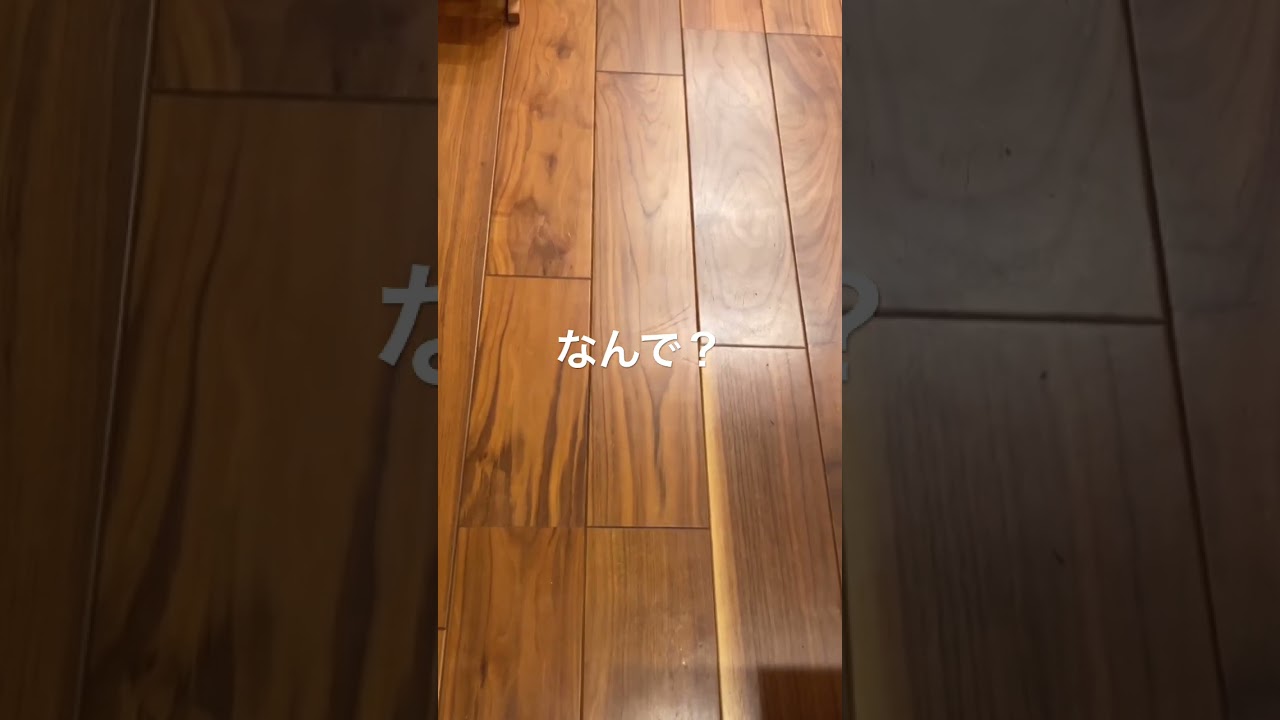 なんで？ #アメリカンショートヘアー #アメリカショートヘア #cat