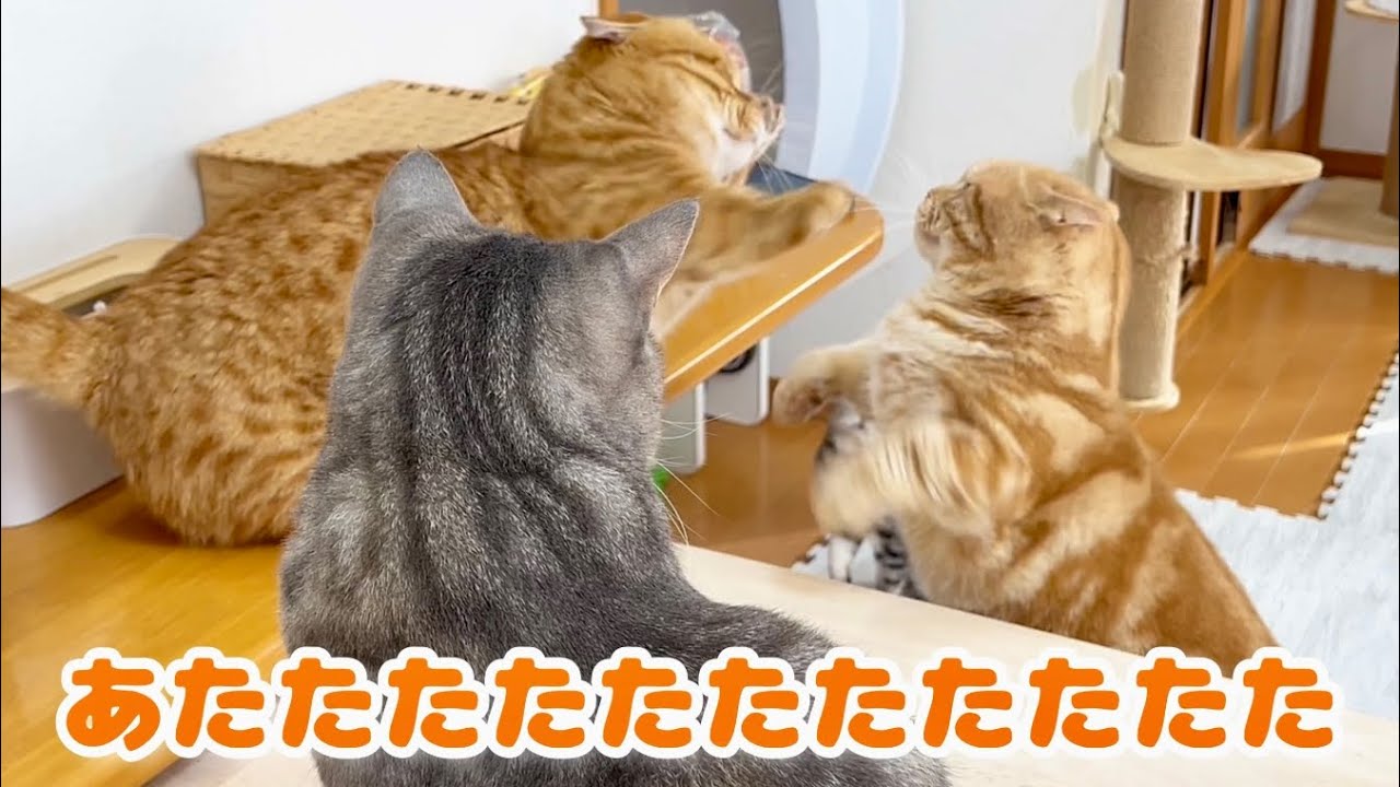 クリスマスの朝ごはんはいろんなことがおきました #猫 #マンチカン