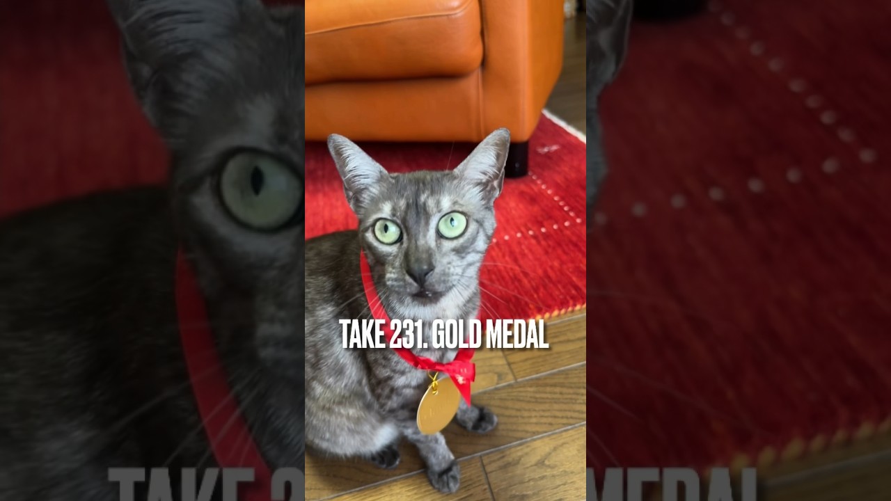 #ヴェンキ の#金メダル 🥇もらってゴキゲンにゃ❗️#venchichocolate #チョコレート #egyptianmau #エジプシャンマウ#shorts
