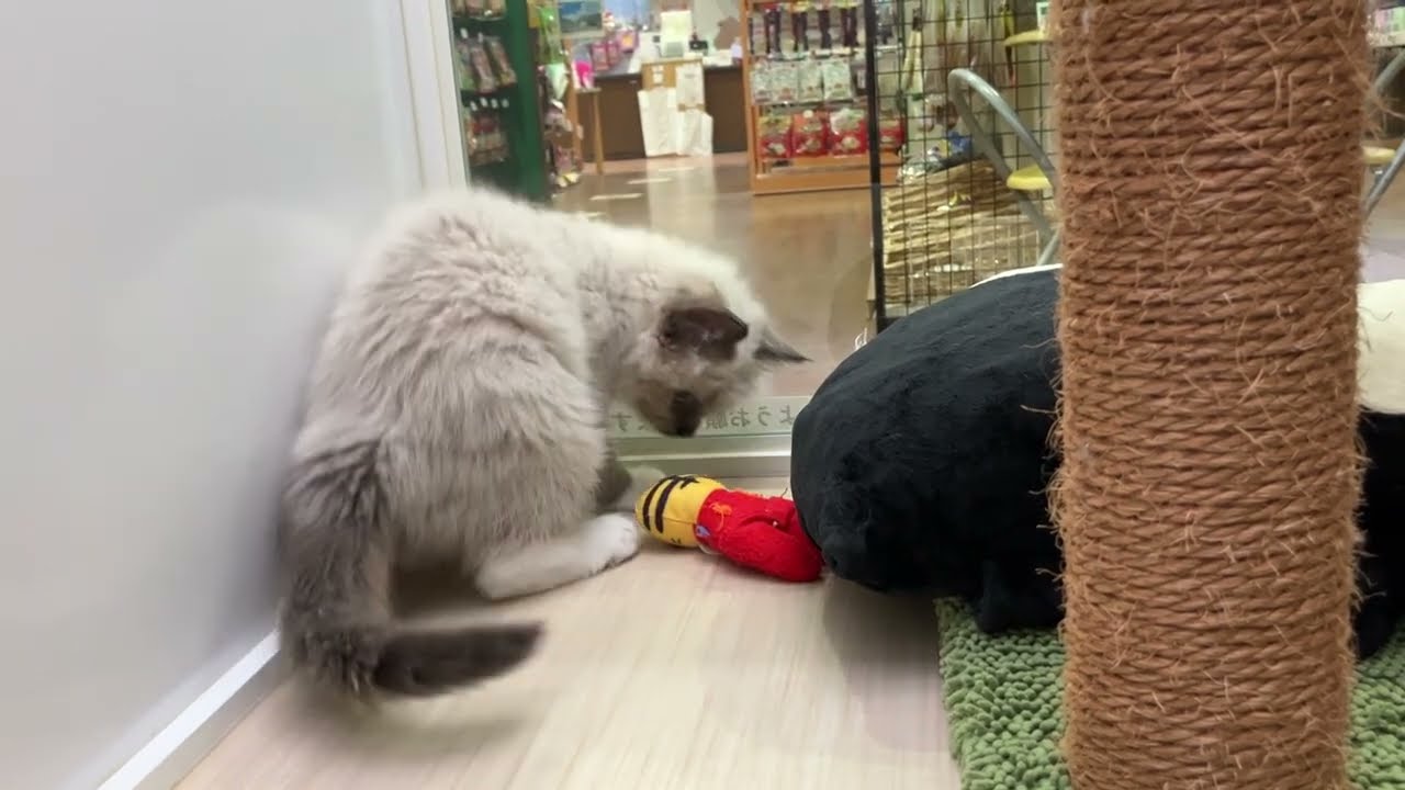 ☆やんちゃラグドールくんデビュー☆