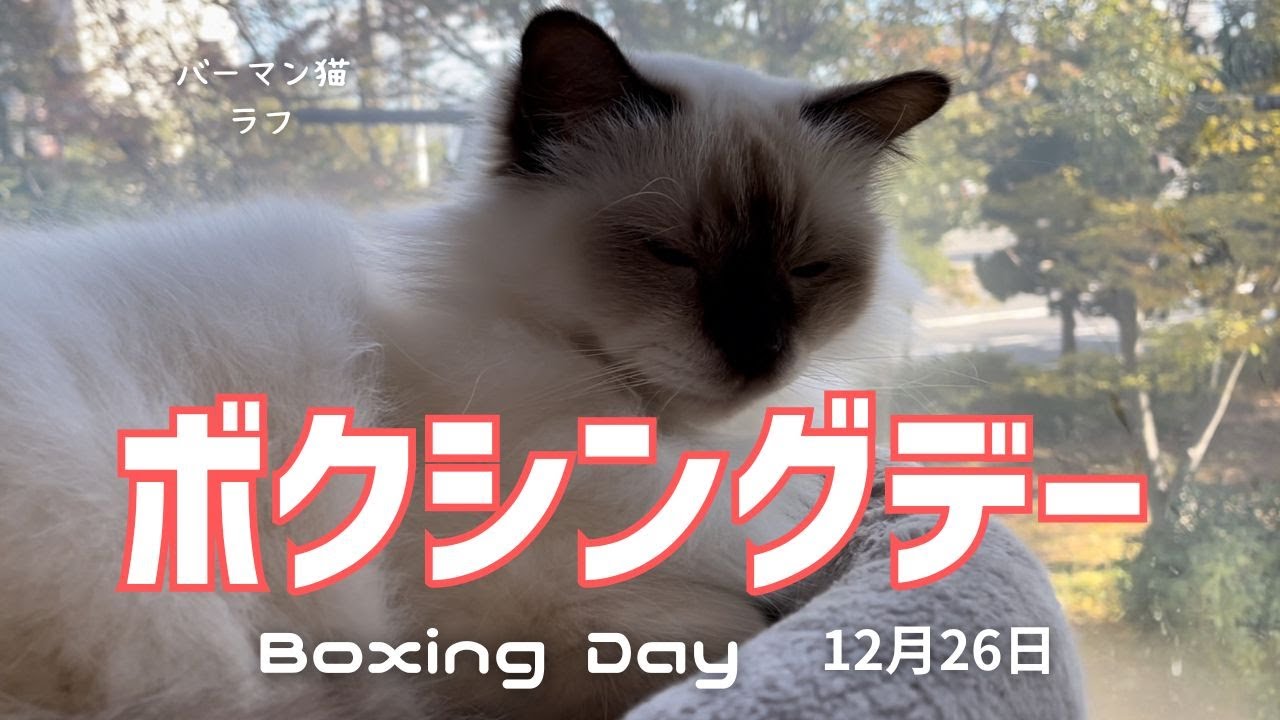 バーマン猫ラフ【ボクシングデー】Boxing Day（バーマン猫）Birman/Cat