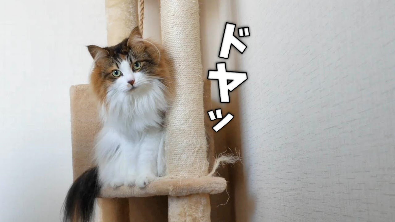 手作りおもちゃにご満悦な三毛猫【サイベリアン】