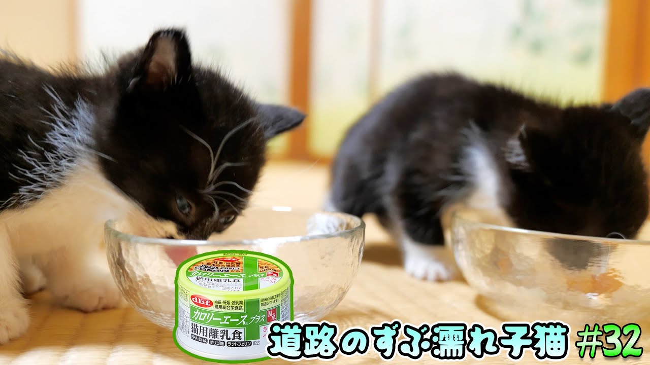 子猫達に初めて離乳食を食べさせたら「ウマウマ‼」と喋り出しました‼🥫🐈🐈【道路のずぶ濡れ子猫 #32】