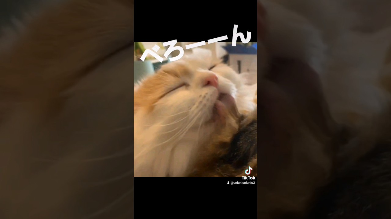 可愛すぎて食べちゃいたい #ラガマフィン #cat #子猫 #shorts