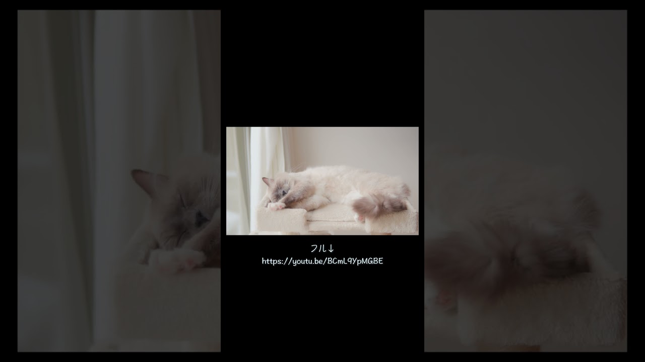 我慢の限界を超えても噛み方が優しいラグドール　#猫 #ラグドール #ragdollcat