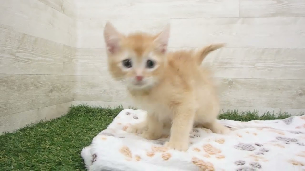 Coo&RIKU　No00659556 アメリカンカール