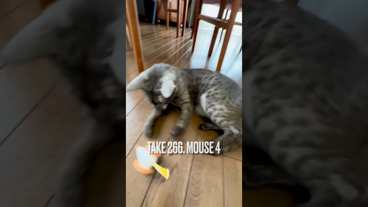 #気まぐれ な#ねずみ ちゃんと毎日仲良く遊ぶにゃ❗️#猫楽堂 #ウィキッドマウス #猫玩具 #ねこおもちゃ #エジプシャンマウの仲間たち #egyptianmau #shorts