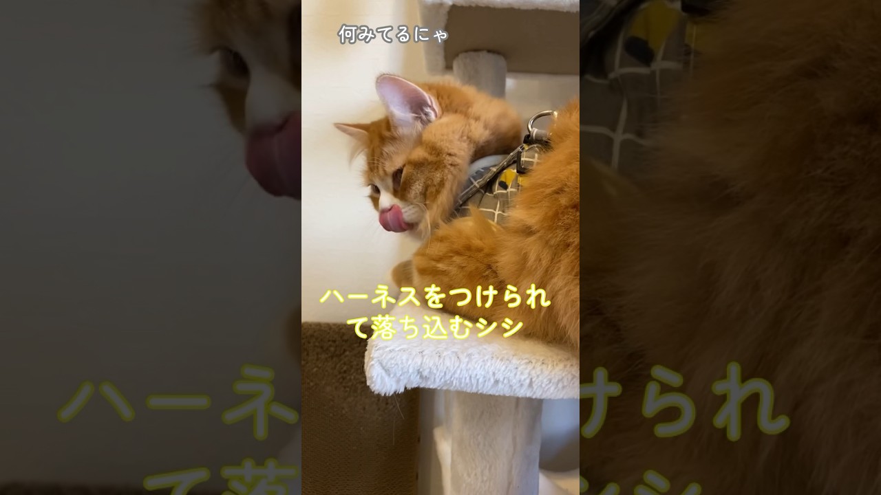 【サイベリアンの子猫】ハーネスを付けられて落ち込むシシ #cat #siberian #ねこ #siberiancat #子猫 #サイベリアン #short #short