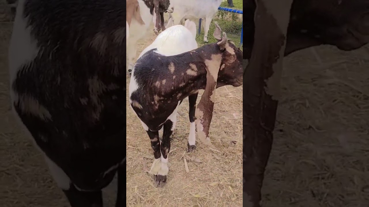 komri نسل fallow کرو یار #goat #bakramand #fsd #animals #goatfarming