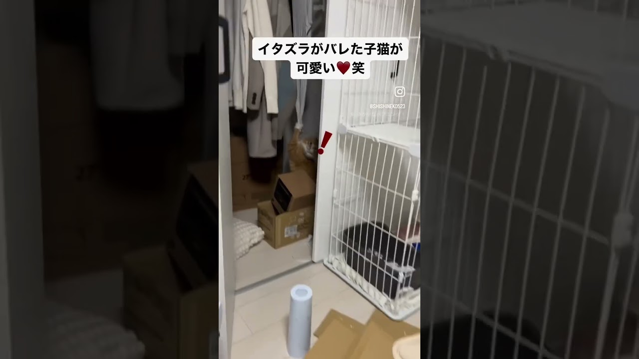 【サイベリアンの子猫】イタズラがバレて焦るシシ　#ねこ #cat #サイベリアン #siberian #子猫 #short #shorts