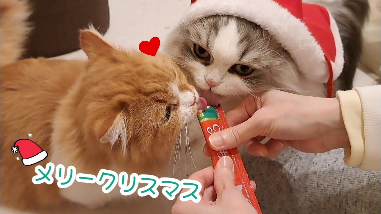 【クリスマス】マンチカンの子猫が初めてのちゅーるデビュー！