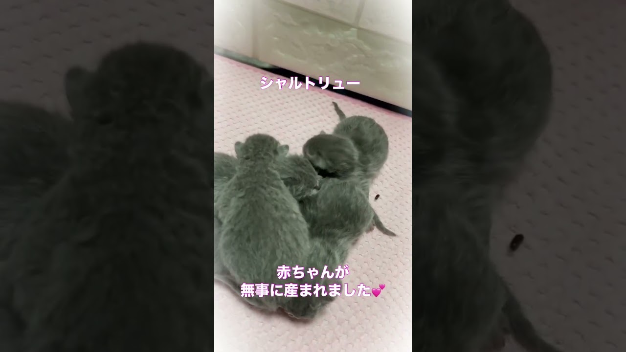 #shorts【シャルトリュー生まれました】