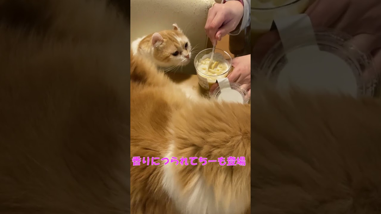 ｖｓ．マンゴープリン #shorts  #猫 #アメリカンカール #cat