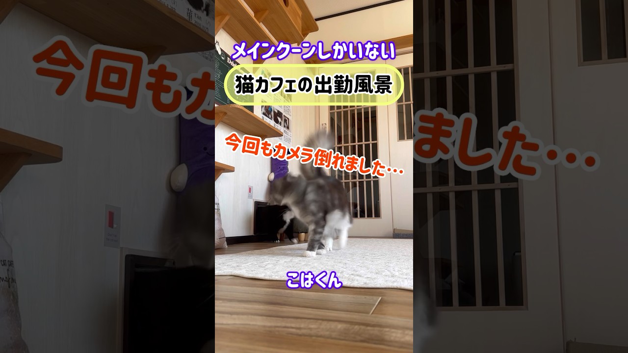 メインクーンしかいない【猫カフェの出勤風景】巨猫がわちゃわちゃ #メインクーン #cat #もふ