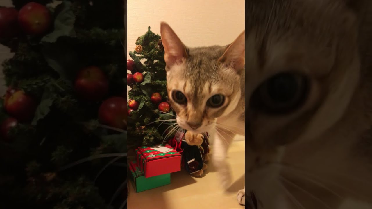 ミニクリスマスツリーを怪しんでチェックするシンガプーラなのにゃ♪ #cat #シンガプーラ#singapura
