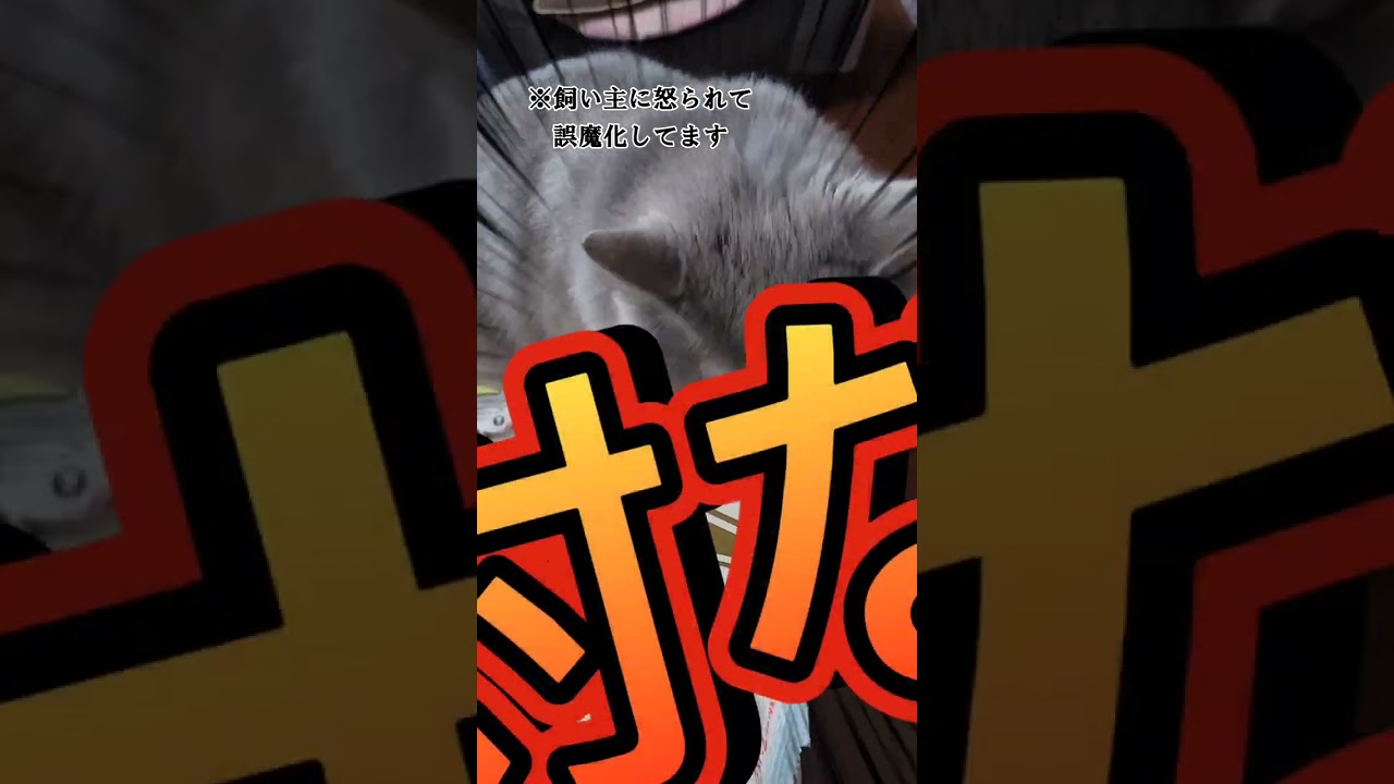 うちの子の真似ばかりする猫【サイベリアン・キキのKIKICHANNEL】#shorts #サイベリアン #猫