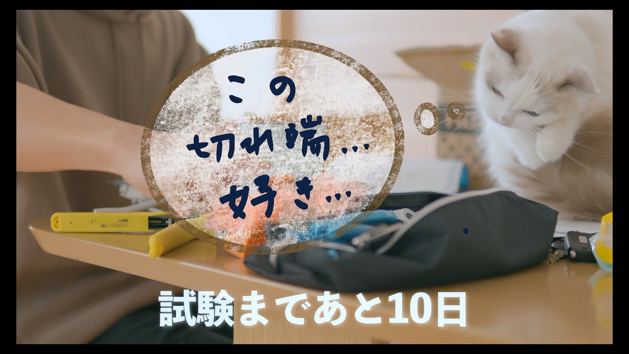 勉強中も癒しをくれるラグドール　#猫 #ラグドール #ragdollcat