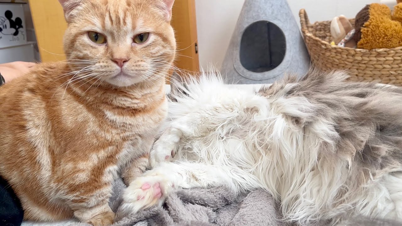 困ったぞ...年内にどうにかしなきゃ... #猫 #マンチカン #サイベリアン