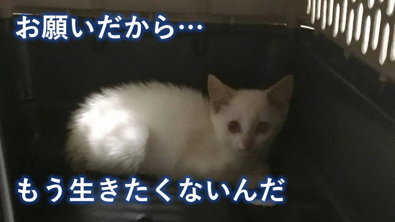母猫に威嚇され見捨てられた可哀想な子猫。その凍てついた心を優しい夫婦が少しずつ溶かしていく。【猫の感動する話】