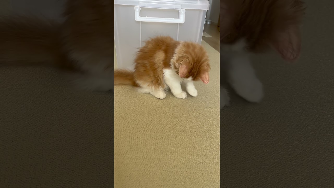 初めての髪の毛かな？ #cat #ragamuffin #ラガマフィン #猫