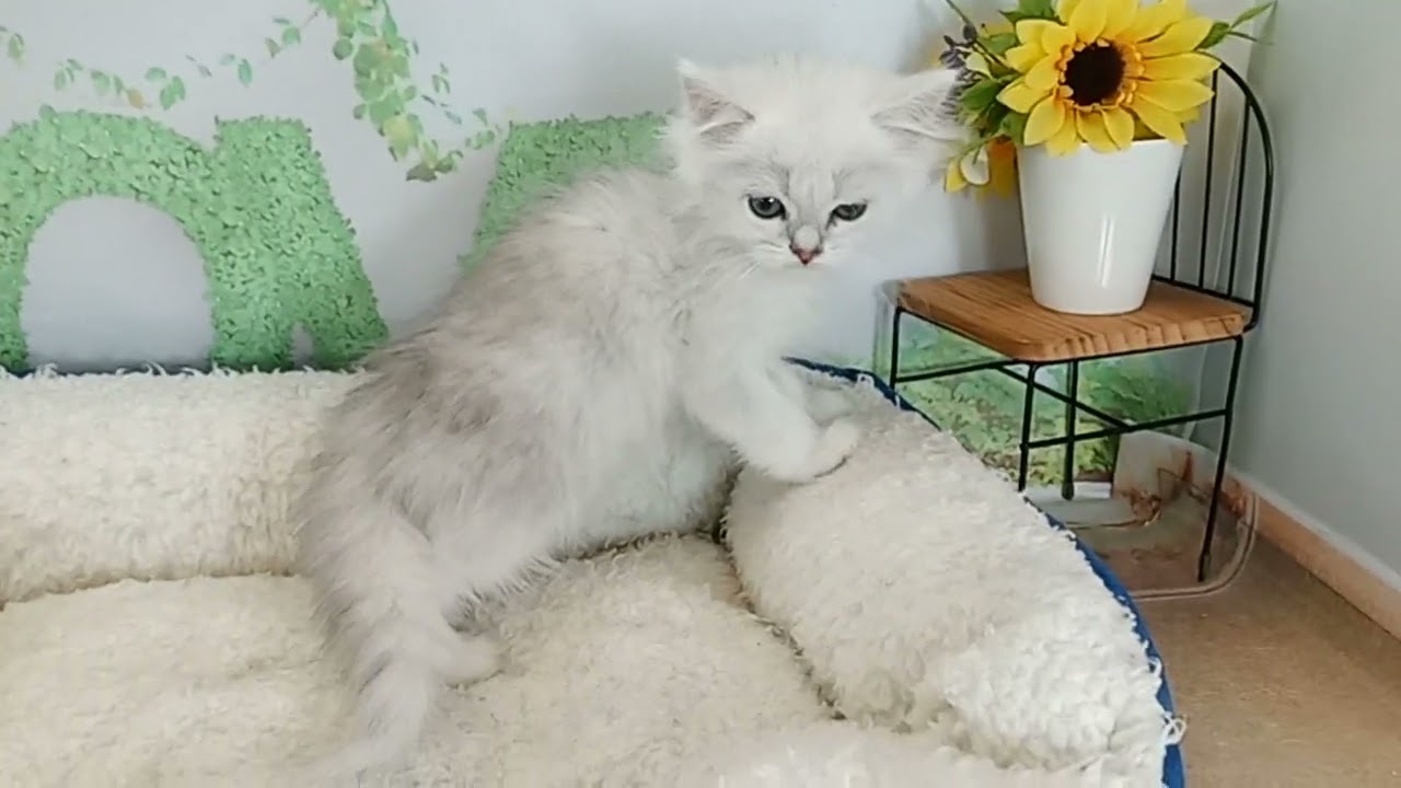 659438 ペルシャ