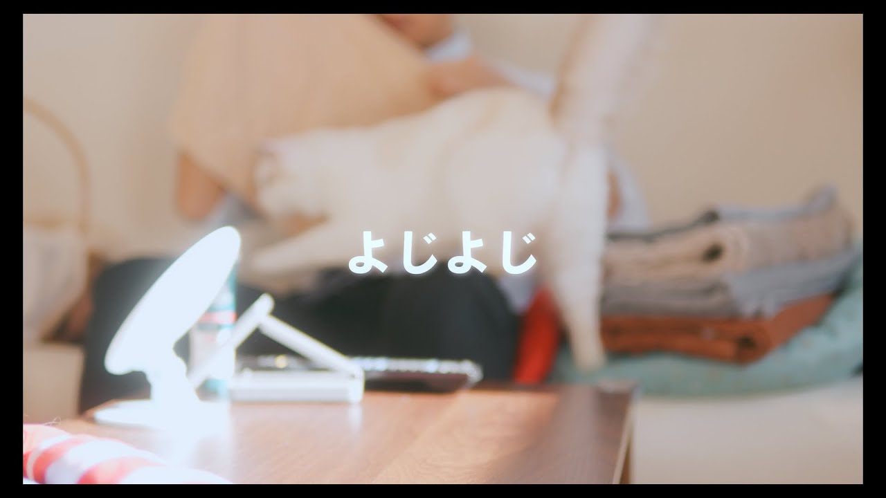 2匹のラグドールの何気ない一日　#猫 #ラグドール #ragdollcat