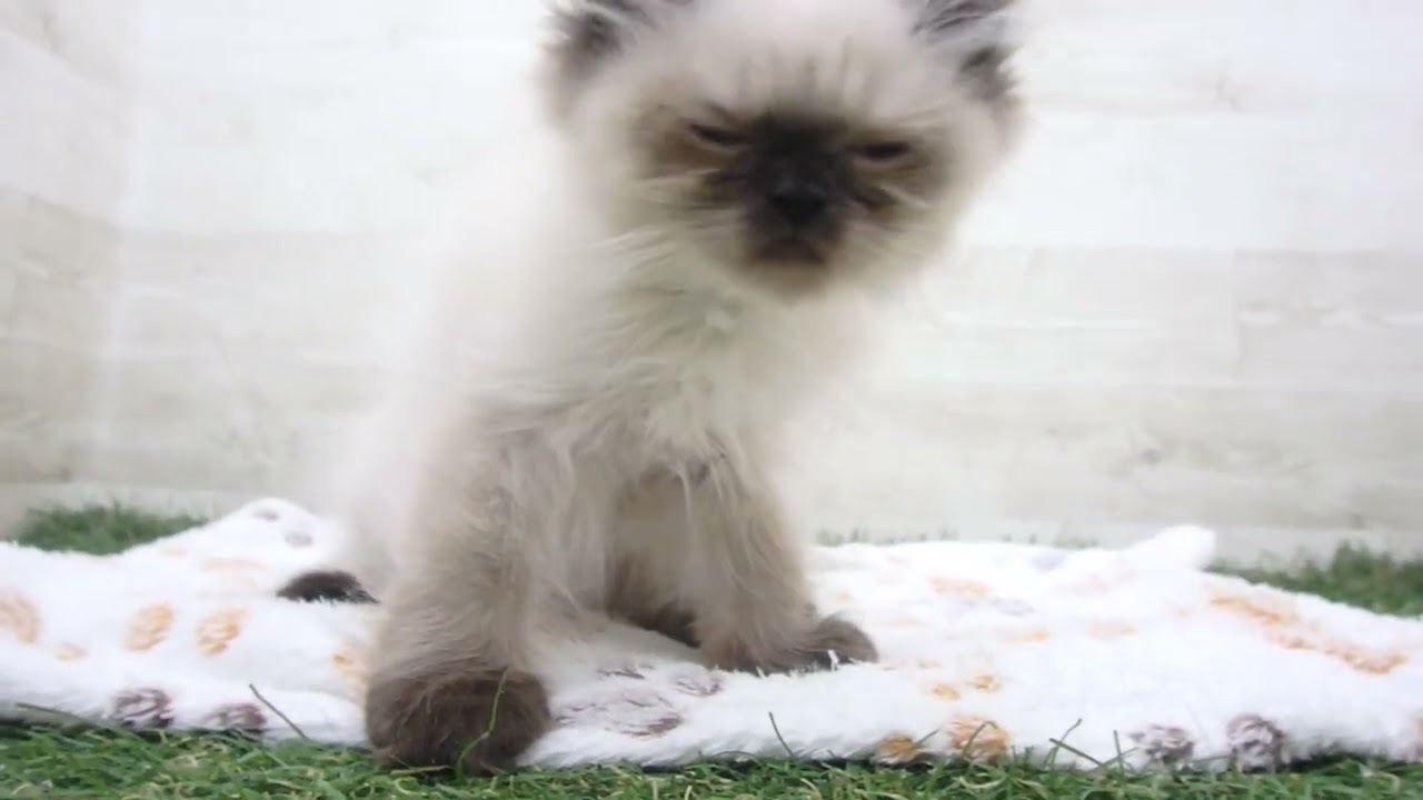 Coo&RIKU　No00659581 ヒマラヤン