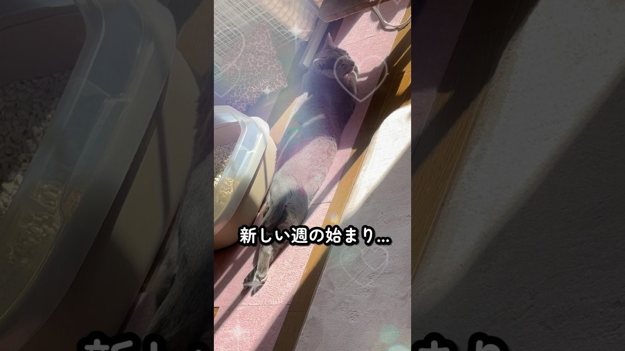【ロシアンブルー】めろん、足を組んで日向ぼっこ🤭【猫】#shorts