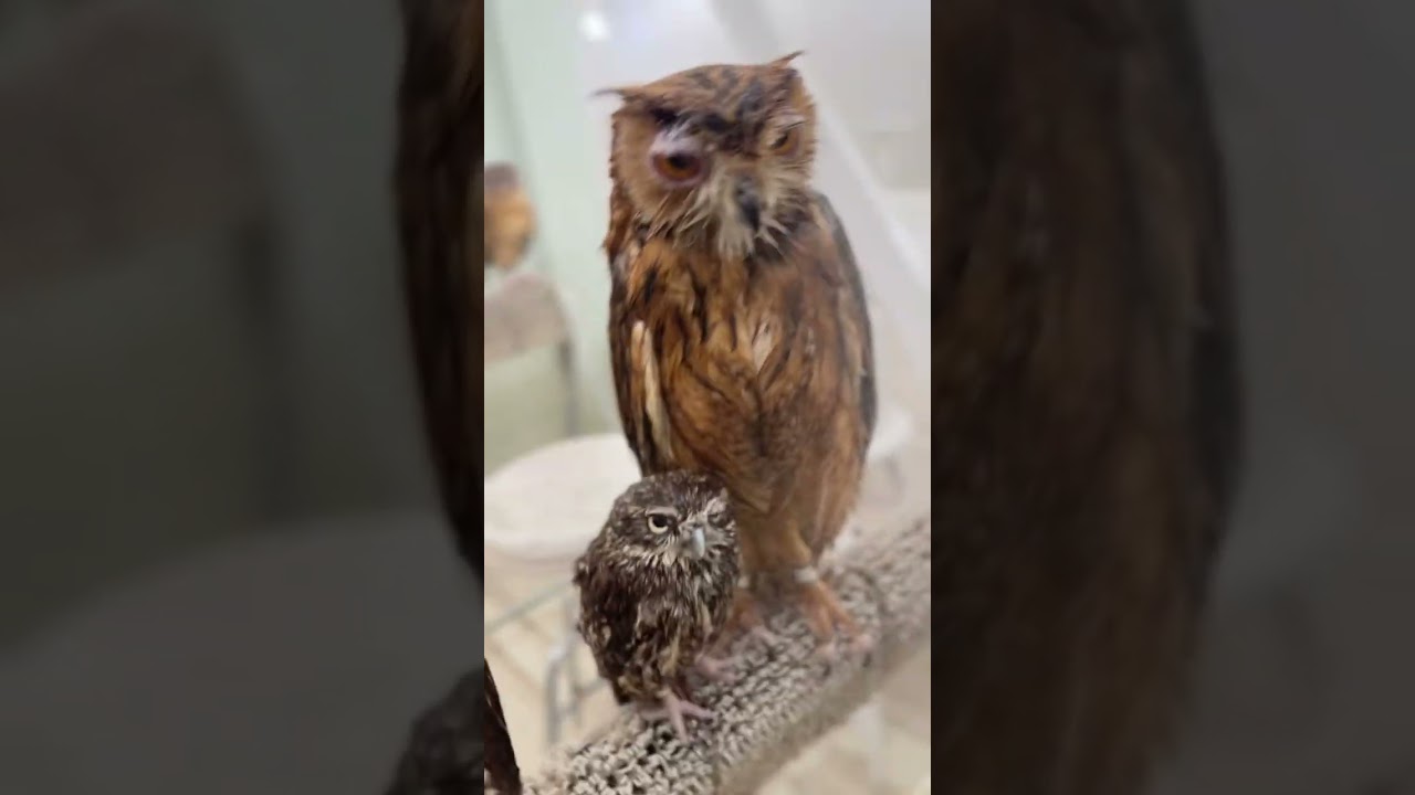 フクロウ保育園👶みんなで朝シャン〜🦉🚿✨