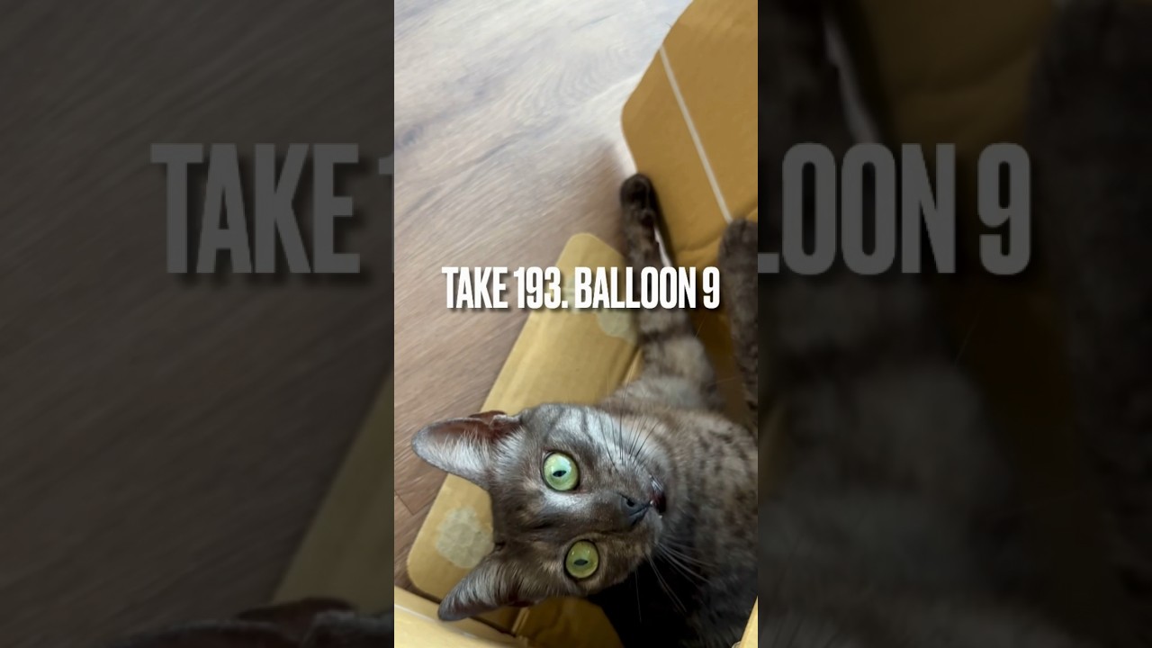 #トマト#風船🍅#ダンボール で遊ぶの最高にゃ❗️#playingcat #エジプシャンマウ #遊ぶ猫 #shorts