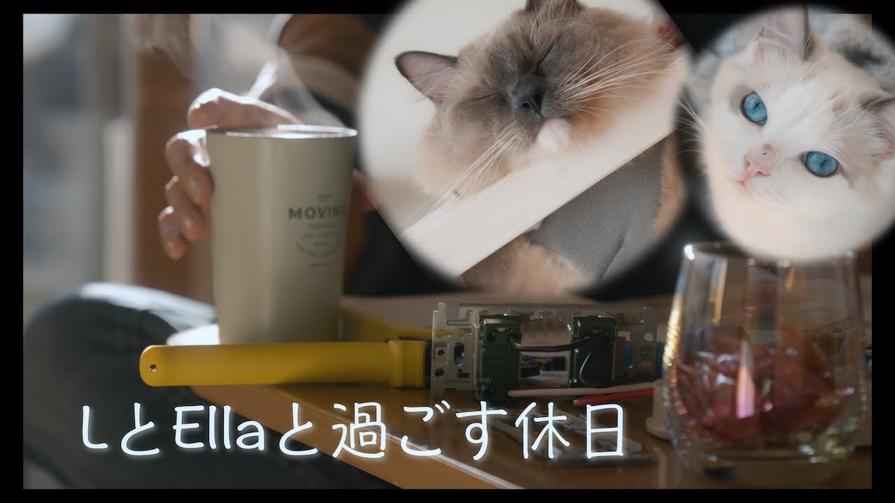休みの日ってこうなりますよね　#猫 #ラグドール #ragdollcat