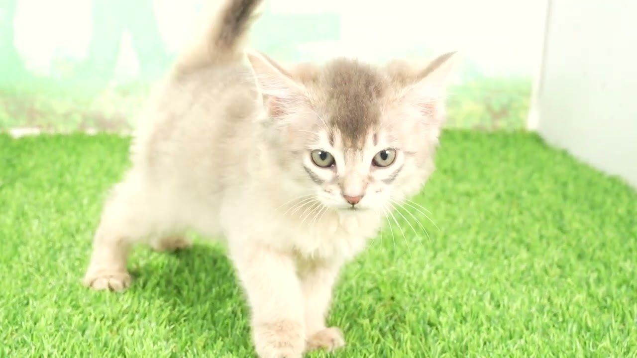 Coo&RIKU　No00659622 ソマリ