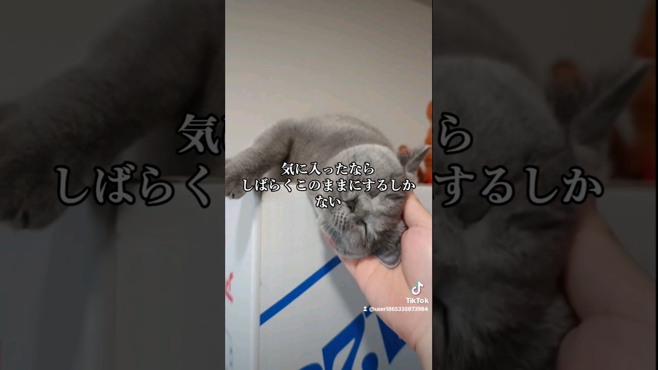 変な場所が好きになる猫(A cat who likes strange places)