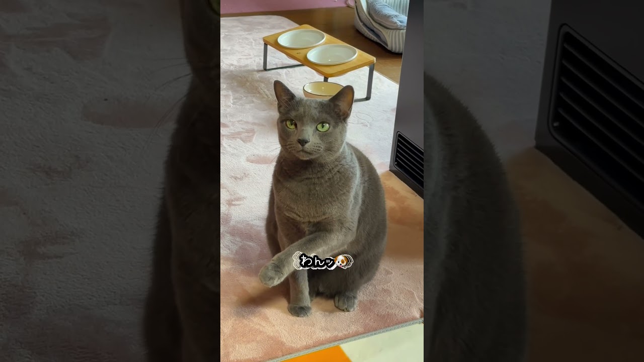 【ロシアンブルー】めろん、夕方のおしゃべり...ワンちゃんやな🐶🫢【猫】#shorts