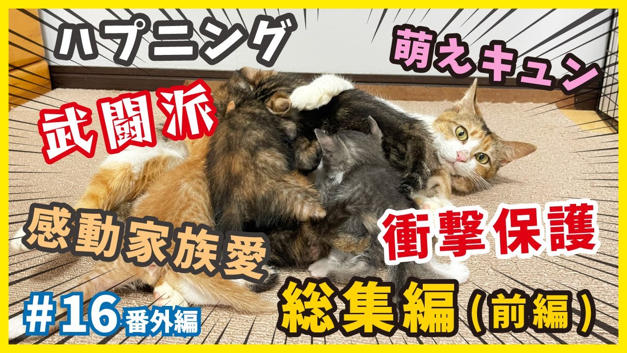 【保護猫 爆笑 感動】野良猫から家猫に成長する子猫たちの姿は癒しが沢山！ハプニング、保護、威嚇、親猫の愛情、出産、可愛い姿と盛りだくさんの総集編（前編）【ねこせんチャンネル・番外編16】