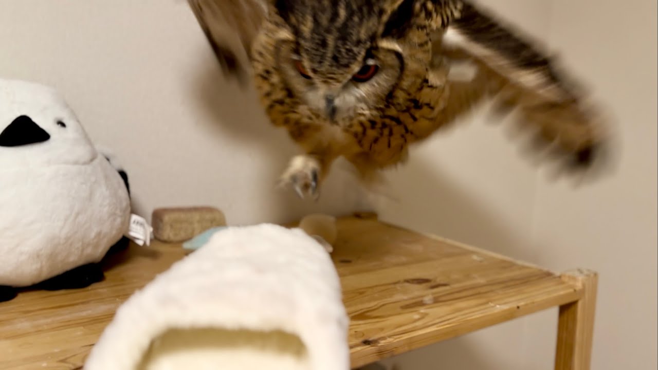 #873 クリスマスプレゼントに大興奮のフクロウ Owl very excited about Christmas present 【ベンガルワシミミズク】