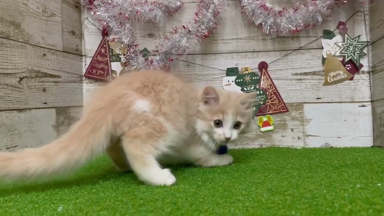 【No.163564サイベリアン】ペットショップ犬の家猫の里碧南店