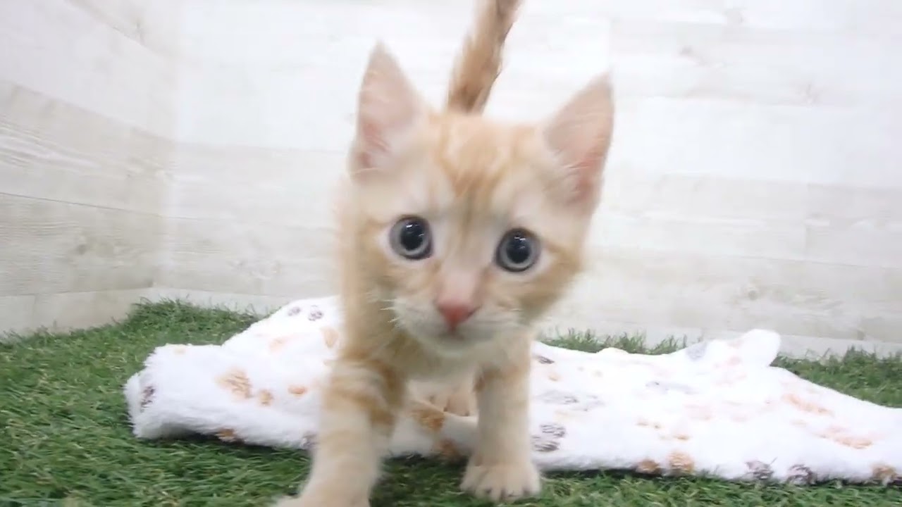 Coo&RIKU　No00659555 アメリカンカール