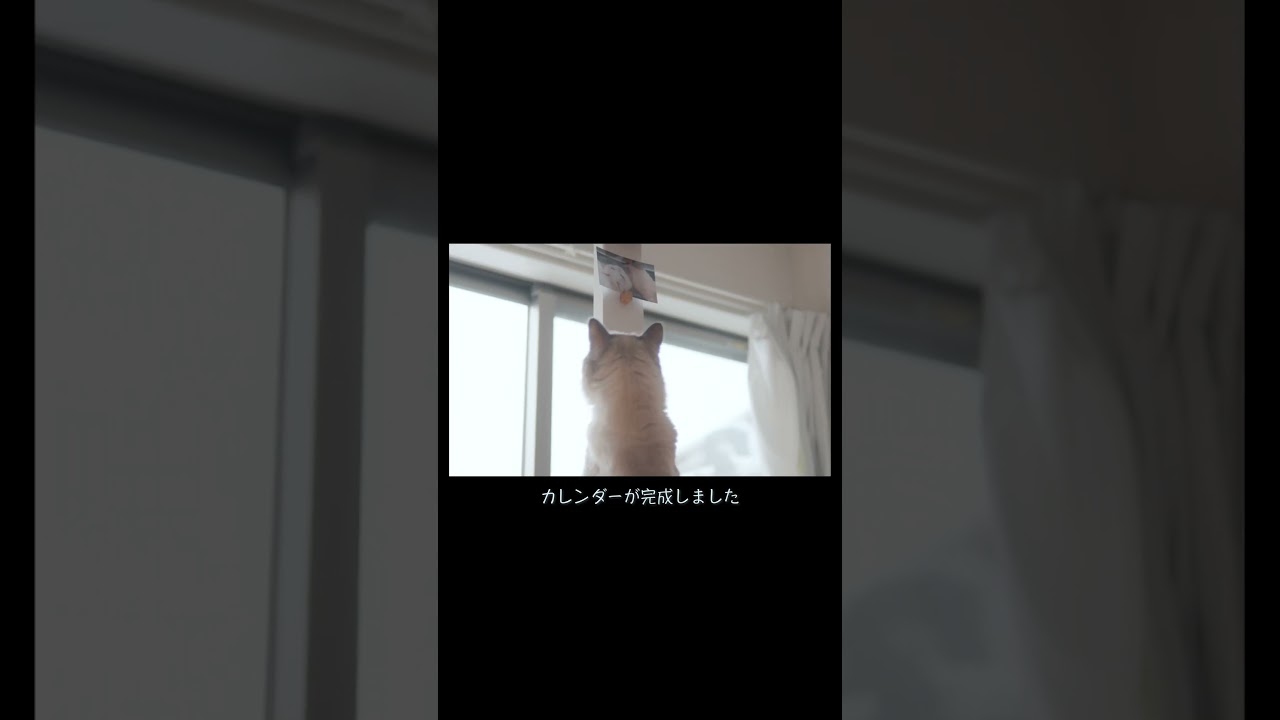 今日のダイジェスト　#猫 #ラグドール #ragdollcat