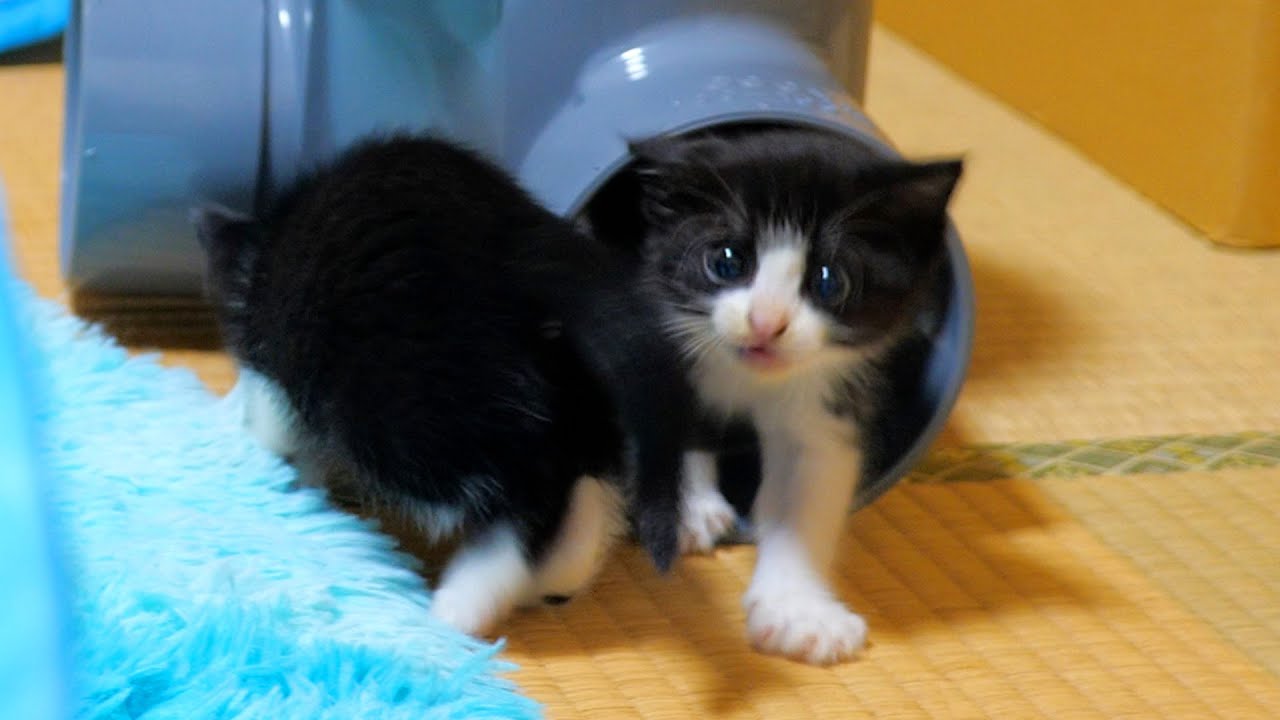 子猫達の動きが大分俊敏になってきた🐈🐈💨【道路のずぶ濡れ子猫保護7日目】